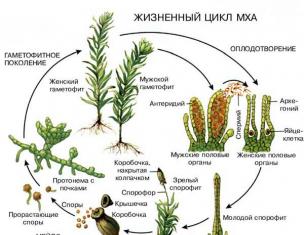 Чередование поколений у растений У каких растений бесполое поколение