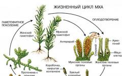 Чередование поколений у растений У каких растений бесполое поколение